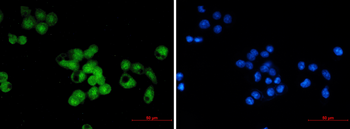 SKP1 Rabbit Monoclonal Antibody