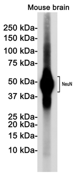 NeuN Rabbit mAb Antibody