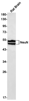 NeuN Rabbit mAb Antibody