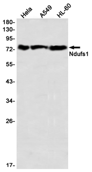 NDUFS1 Rabbit mAb Antibody