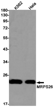 MRPS26 Rabbit mAb Antibody