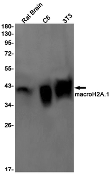 Macro H2A.1 Rabbit mAb Antibody
