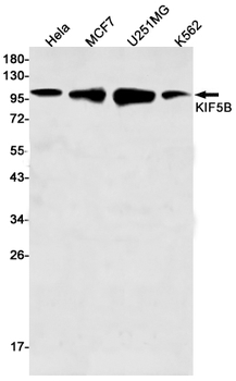 KIF5B Rabbit Monoclonal Antibody