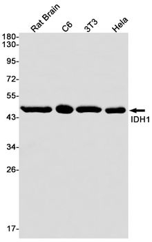 IDH1 Rabbit mAb Antibody