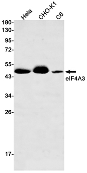 eIF4A3 Rabbit mAb Antibody