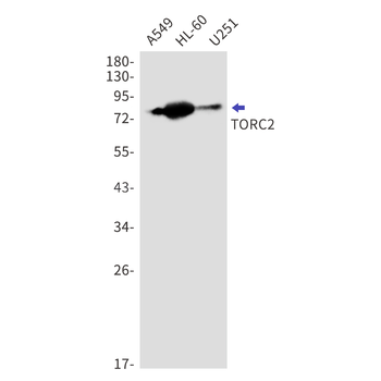CREB Regulated Transcription Coactivator 2 Rabbit mAb Antibody