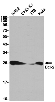 Bcl2 Rabbit mAb Antibody