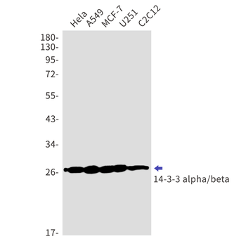 14 3 3 alpha/beta Rabbit mAb Antibody