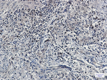 UFM1 Rabbit mAb Antibody