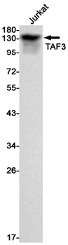 TAF3 Rabbit mAb Antibody