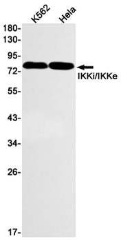 Src (Phospho-Tyr419) Rabbit mAb Antibody