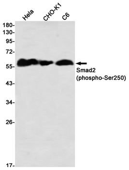 Smad2 (Phospho-Ser250) Rabbit mAb Antibody