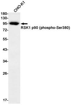 RSK1 p90 (Phospho-Ser380) Rabbit mAb Antibody