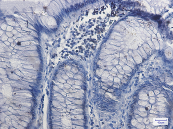 Nrf1 Rabbit Monoclonal Antibody