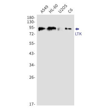 LTK Rabbit mAb Antibody