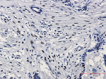 c Jun (Phospho-Ser63) Rabbit mAb Antibody