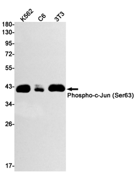 c Jun (Phospho-Ser63) Rabbit mAb Antibody