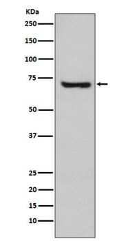 HspA2 Rabbit mAb Antibody