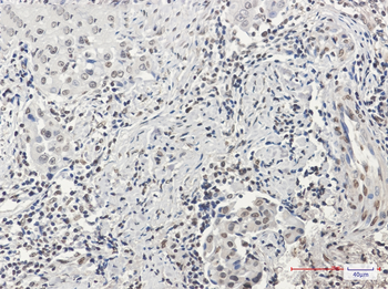 Histone H3 Rabbit mAb Antibody