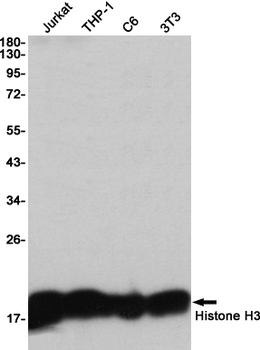 Histone H3 Rabbit mAb Antibody