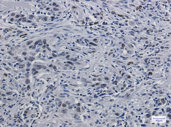 Histone H3.3 Rabbit mAb Antibody