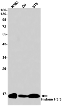 Histone H3.3 Rabbit mAb Antibody