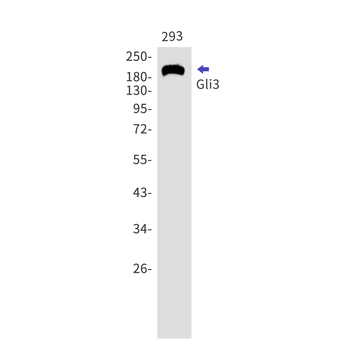 GLI3 Rabbit mAb Antibody