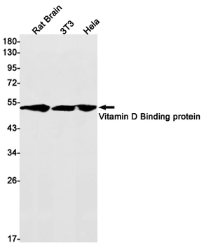 Vitamin D Binding Protein Rabbit mAb Antibody
