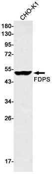 FDPS Rabbit Monoclonal Antibody