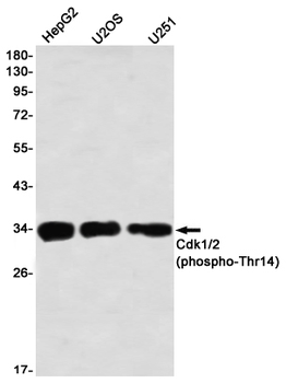 CDK1/2 (Phospho-Thr14) Rabbit mAb Antibody