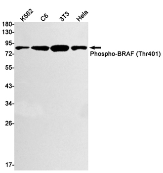 BRAF (Phospho-Thr401) Rabbit mAb Antibody
