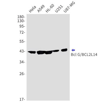 Bcl2 L14 Rabbit mAb Antibody