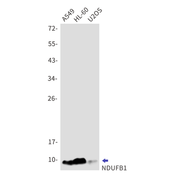 NDUFB1 Rabbit mAb Antibody