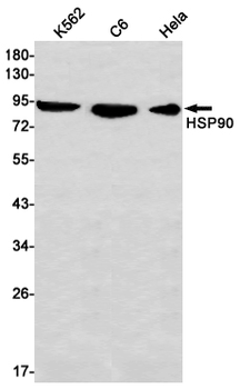 Hsp90 alpha Rabbit mAb Antibody