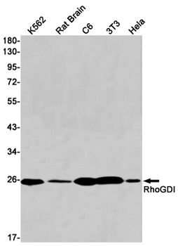 RhoGDI Rabbit mAb Antibody