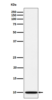 NDUFA1 Rabbit mAb Antibody