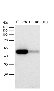 CCDC98 Rabbit mAb [KD Validated] Antibody