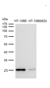 Adenylate kinase 4 Rabbit mAb [KD Validated] Antibody