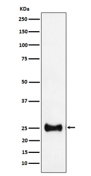 Adenylate kinase 4 Rabbit mAb [KD Validated] Antibody