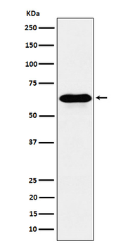 COASY Rabbit mAb [KD Validated] Antibody