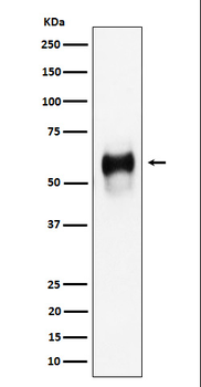 CD58 Rabbit mAb [KD Validated] Antibody