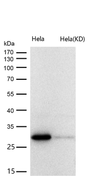 BRMS1 Rabbit mAb [KD Validated] Antibody