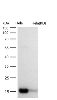 AP2S1 Rabbit mAb [KD Validated] Antibody