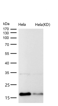 Histone H3 (acetyl K27) Rabbit mAb [KD Validated] Antibody