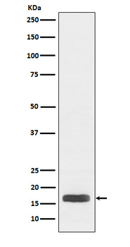 Histone H3 (acetyl K27) Rabbit mAb [KD Validated] Antibody
