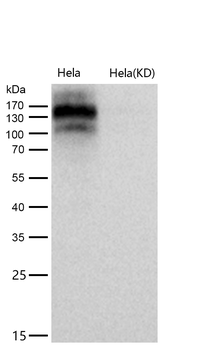 EHMT2 Rabbit mAb [KD Validated] Antibody