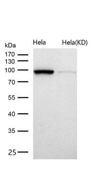 AP1G1 Rabbit Monoclonal Antibody