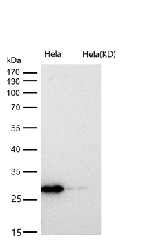 CHMP2B Rabbit mAb [KD Validated] Antibody