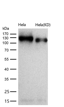BCAR1 Rabbit mAb [KD Validated] Antibody