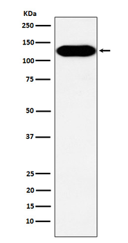 BCAR1 Rabbit mAb [KD Validated] Antibody